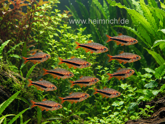Inpaichthys luizae, 10er-Gruppe (Königssalmler Black Arrow)