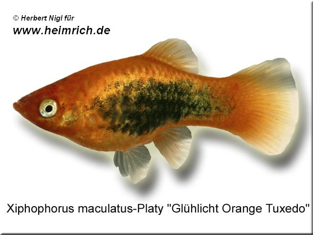 Platy PREMIUM-"Glühlicht Orange Tuxedo", lg (Xiph. mac., spec.)
