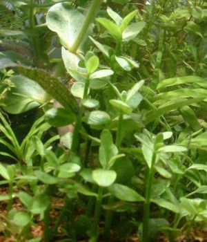Bacopa madagascariens