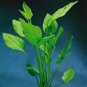 Echinodorus argentiniensis (Argentinische Schwertpflanze)