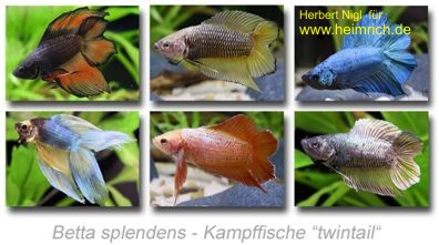 Siam. Kampffisch PREMIUM 'Twintail', lg (Betta splendens)