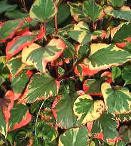 Houttuynia cordata (Herzblättriger Eidechsenschwanz)