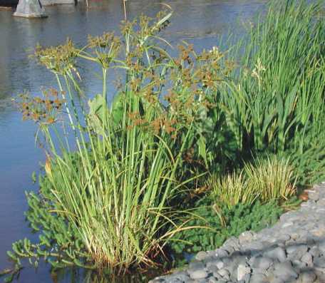 Cyperus proliferus