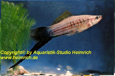 Schwertträger "Flamingo Wagtail", lg (Xiph. hell., spec. Flaming