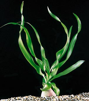 Crinum thaianum