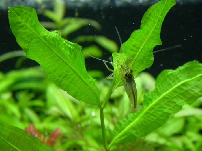 Potamogeton octandrus