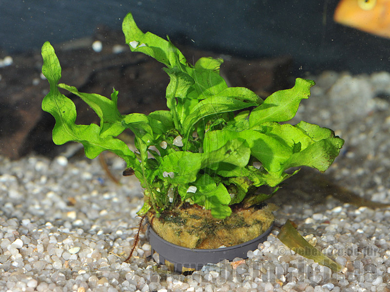 Microsorium pt., spec. undulatus