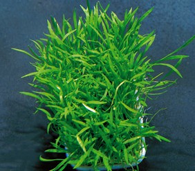 Lilaeopsis novae zelandiae (Neuseeland-Graspflanze)