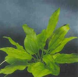 Echinodorus cordifolius, mini (Herzblättrige Schwertpflanze, min