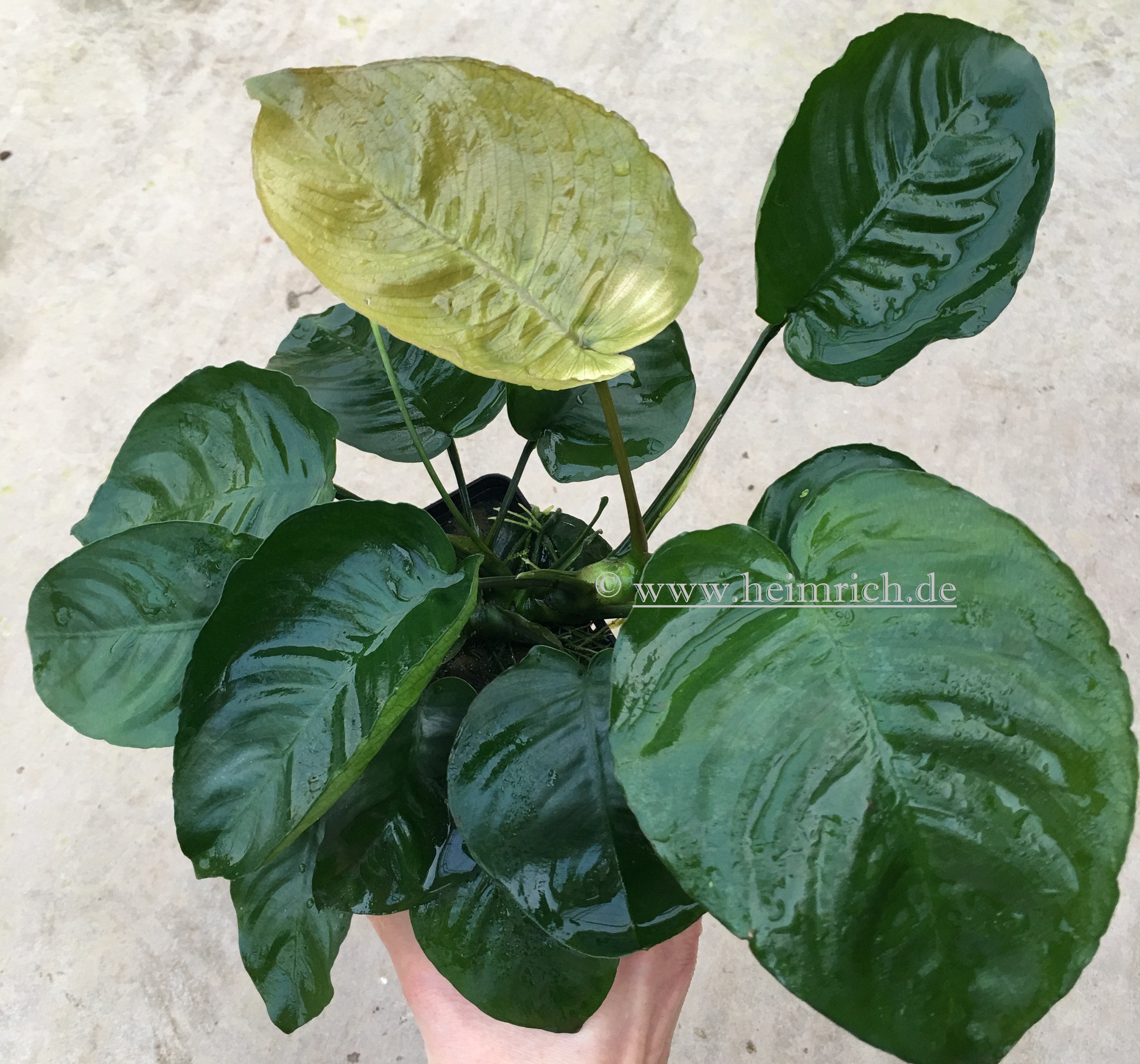 Anubia barteri XXL (Mutterpflanze)