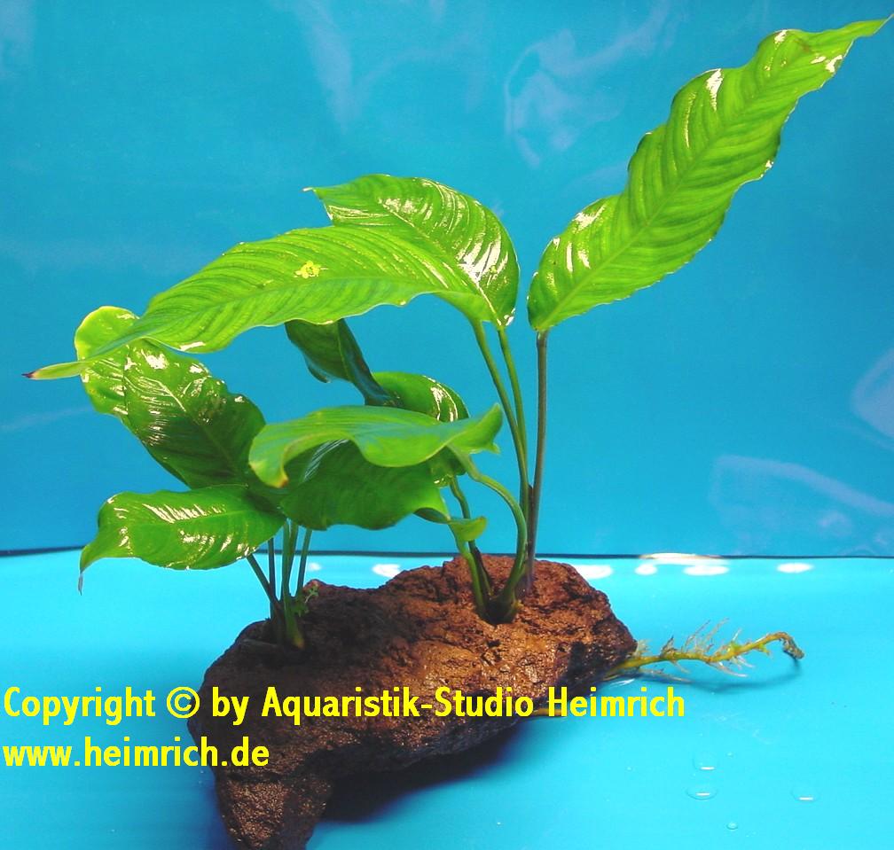 Anubia heterophylla, auf Lavastein