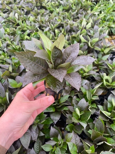 Hygrophila corymbosa spec (Breitblättriger Riesenwasserfreund)