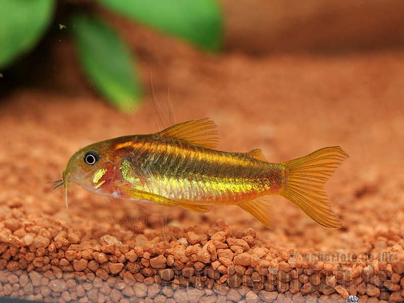 Corydoras aeneus spec. gold/smaragd striped, 4cm (Panzerwels)