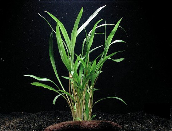 Cryptocoryne albida