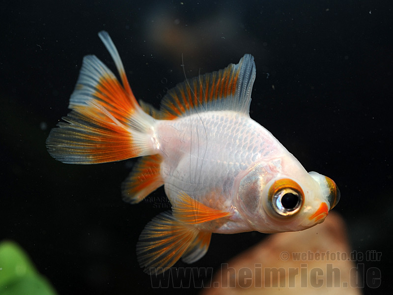 Butterfly-Schleierschwanz, 6cm "White/ Red spottet" (Carrasius a