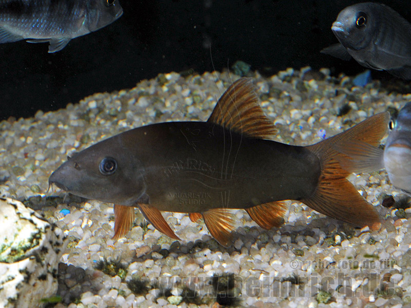 Botia rubripinnis, large (Grüne Schmerle)