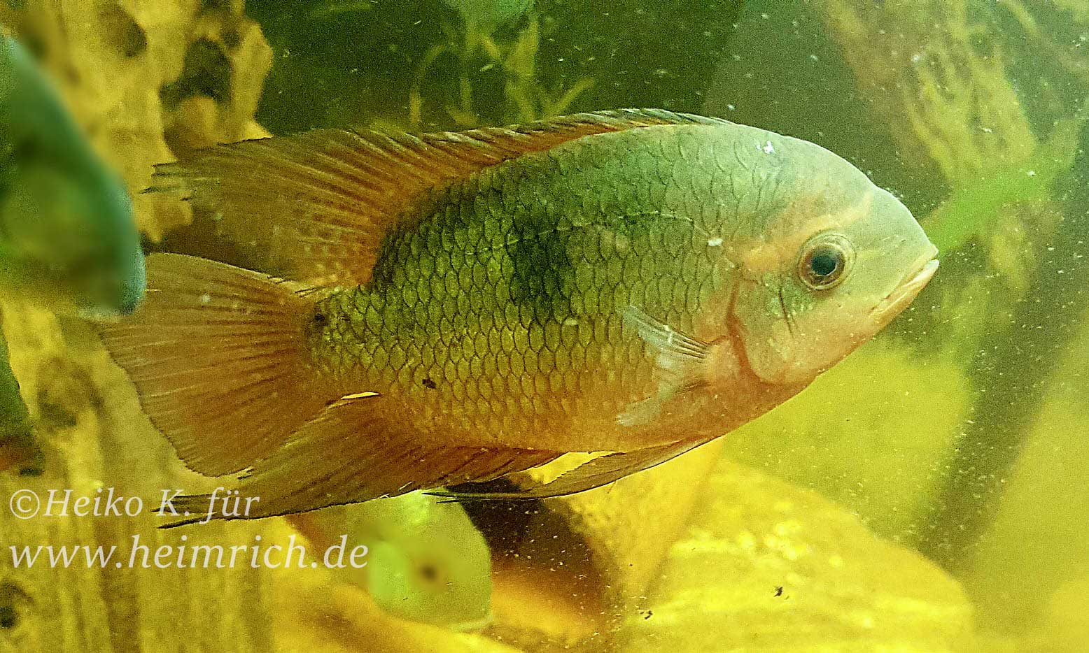 Hypselectra temporalis spec. Oyapock - female