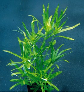 Heteranthera zosterifolia (Trugkölbchen)