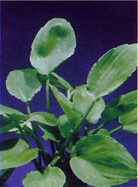 Langenandra nairii (Nair's Langenandra)