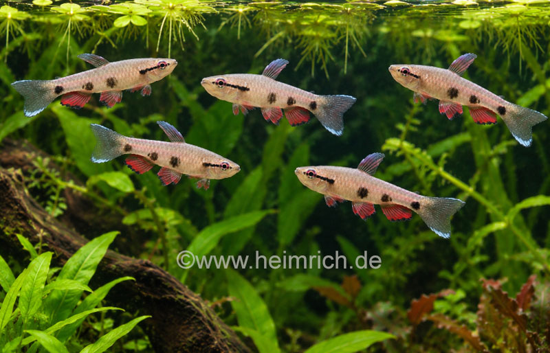 Pyrrhulina spilota, 10er-Gruppe (Dreipunkt-Pyrrhulina)