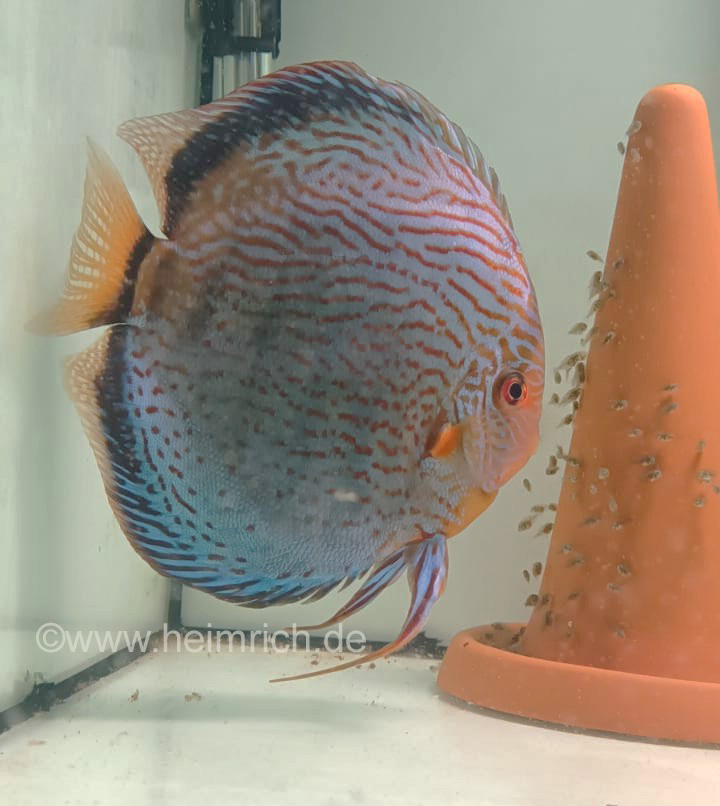 Diskus Royal Blue F2, 10cm