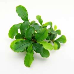 Bucephalandra spec. ‚Broad Wavy‘ In-Vitro