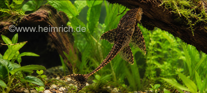 Loricaria Rio Atabapo, lg 3er-Gruppe (Zügelstrich-Hexenwels)