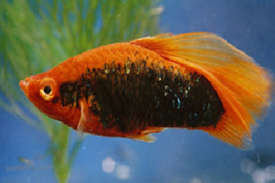 Platy PREMIUM-"Simpson Red Tuxedo", lg (Xiph. mac., spec.)