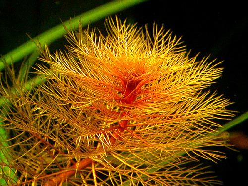 Myriophyllum matagrossense