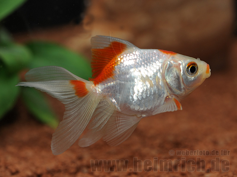 Schleierschwanz, 6cm "White/ Red spottet" (Carrasius a