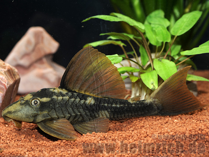 L137 Brauner Bruno, 15cm (Cochliodon spec.)