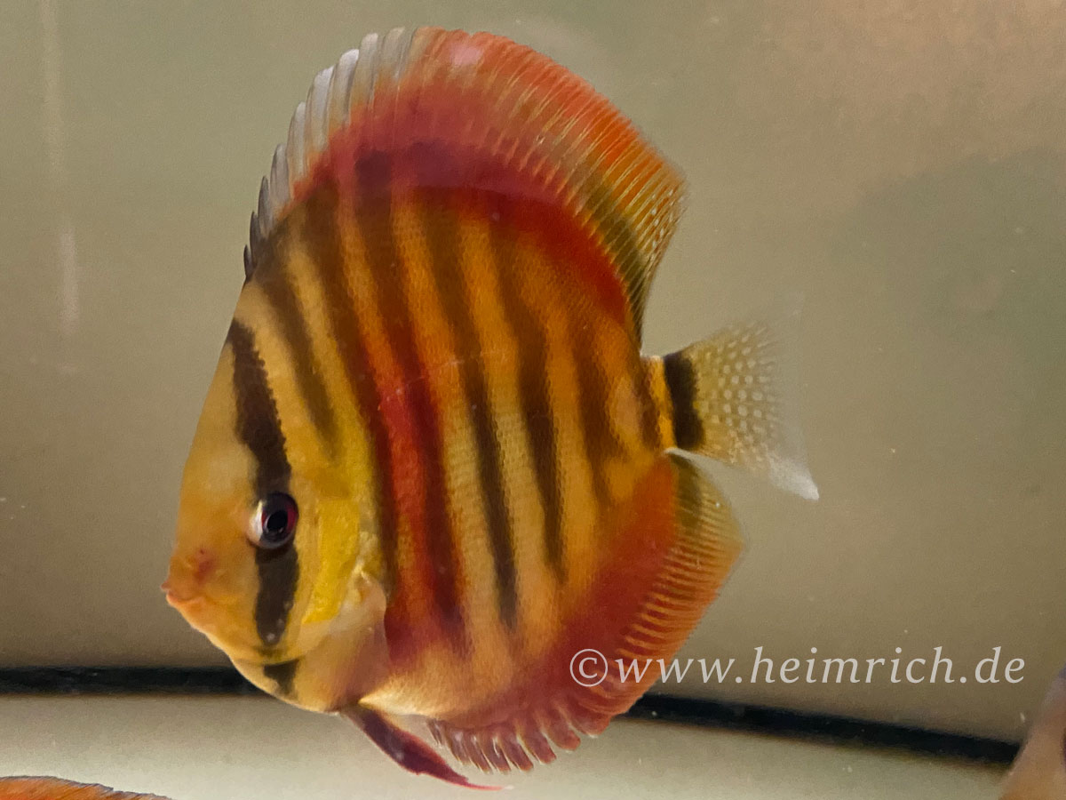 Diskus San Merah - Größe  6,5cm