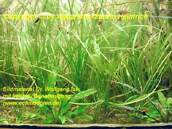 Echinodorus angustifolius