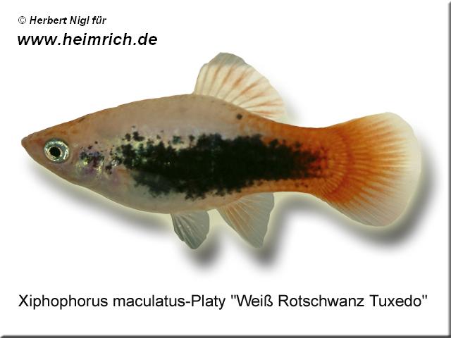 Platy PREMIUM-"Weiß Rotschwarz Tuxedo", lg (Xiph. mac., spe