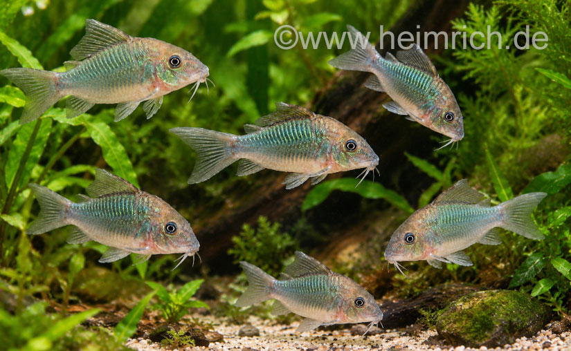 Brochis splendens, 5er-Gruppe (Smaragdpanzerwels)