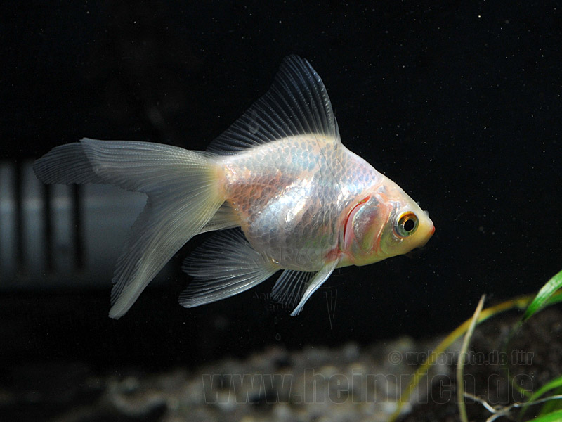 Schleierschwanz, 6cm "Weiss" (Carrasius auratus)
