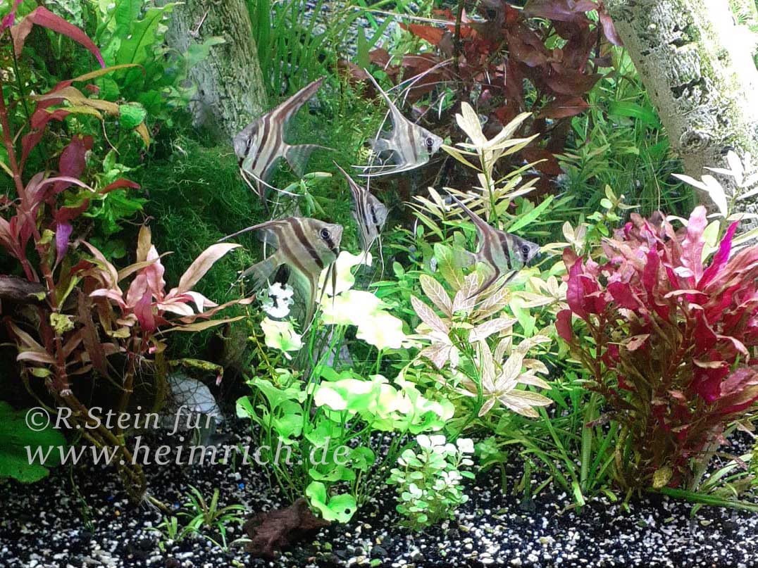 ALTUM-Skalar spec. RIO INIRIDA, small 6er-Gruppe (Pterophyllum altum WFNZ)
