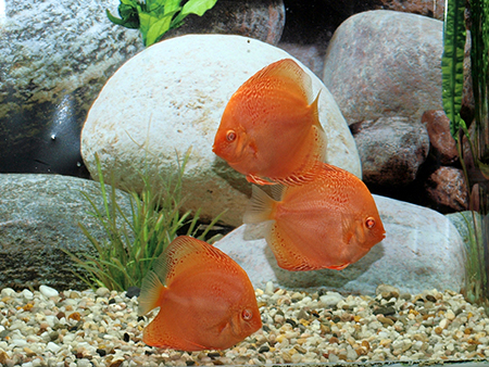 Diskus Red Leopard, 8cm