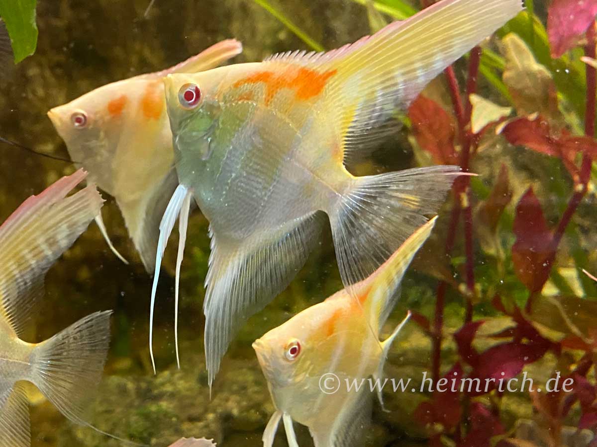 DANTUM-Albino-Skalar spec. Red Shoulder, large  2er-Gruppe (Pt. altum - Zuchtform)