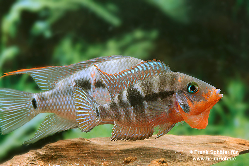 Thorichthys meeki Rio Candelaria XL, male