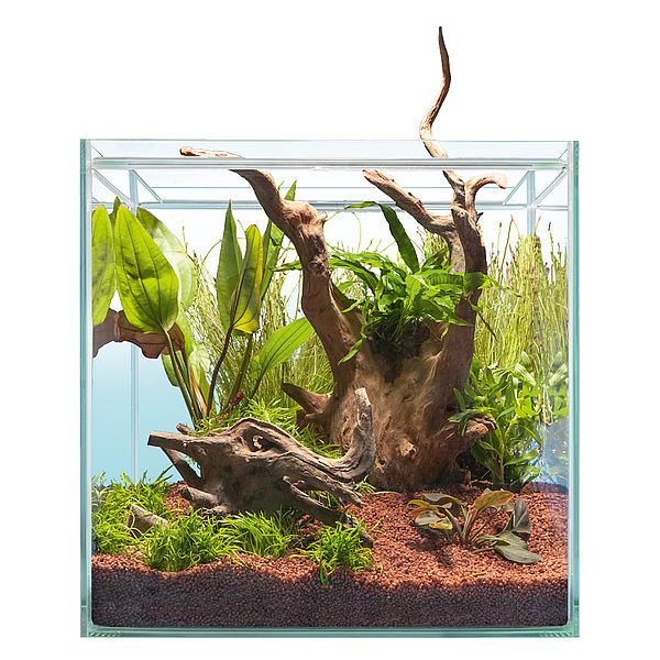 Hardscape Bepflanzung SOUTH AMERICA