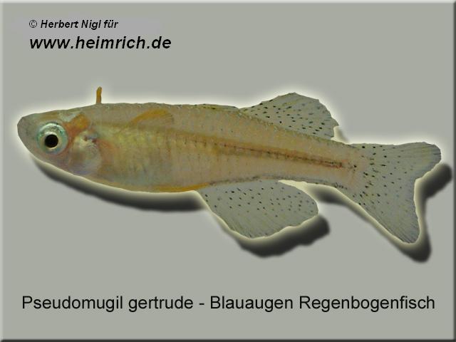 Gepunkteter Regenbogenfisch (Pseudomugil gertrudae)