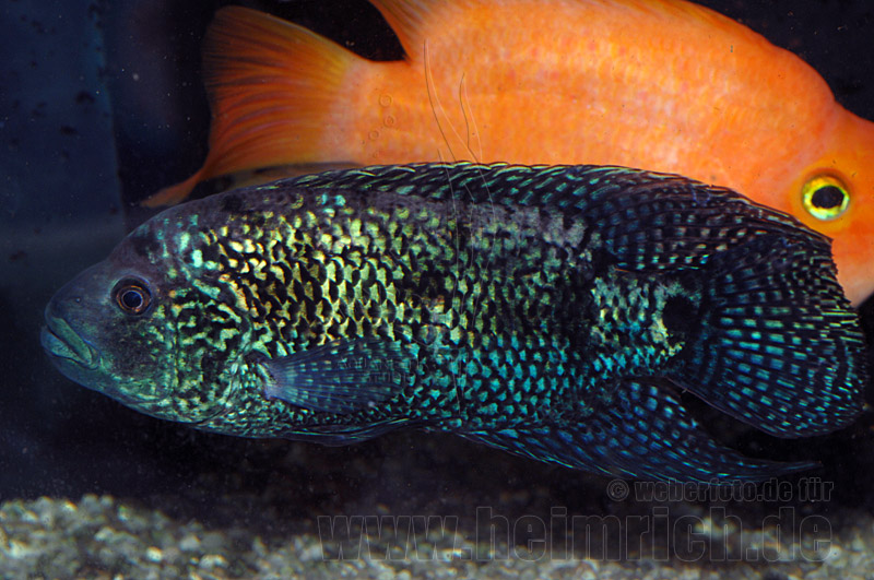 Cichlasoma octofasciatum, spec. Blue Dempsey XXL