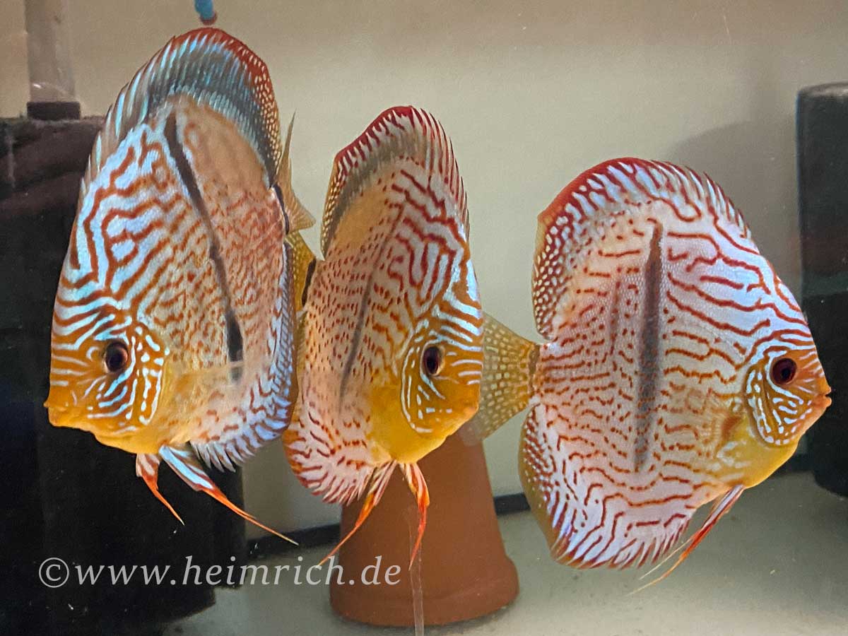 Diskus Türkis Heckel - Größe  14cm