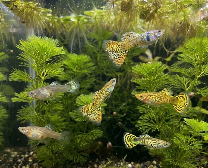 Guppy, Farbschlag Tiger Yellow Cobra - 2 Paare