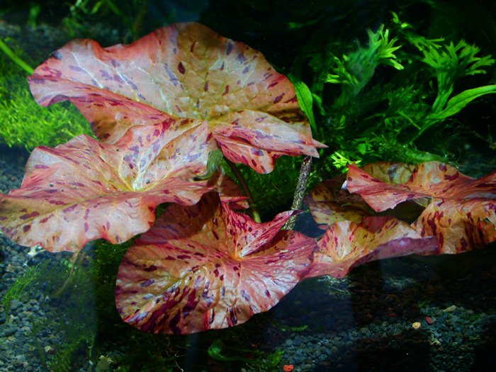 Nymphaea spec.'Sri Lanka'