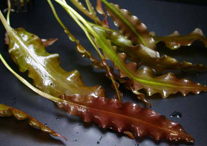 Aponogeton crispus, rot