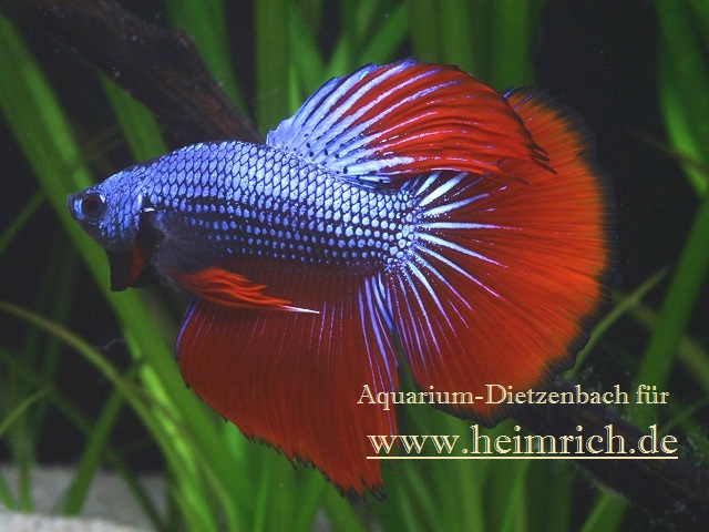 Siam. Kampffisch PREMIUM 'Halfmoon Special Color', lg (Betta splendens)