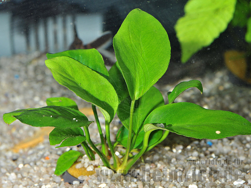 Anubia barteri 'tetraploid'