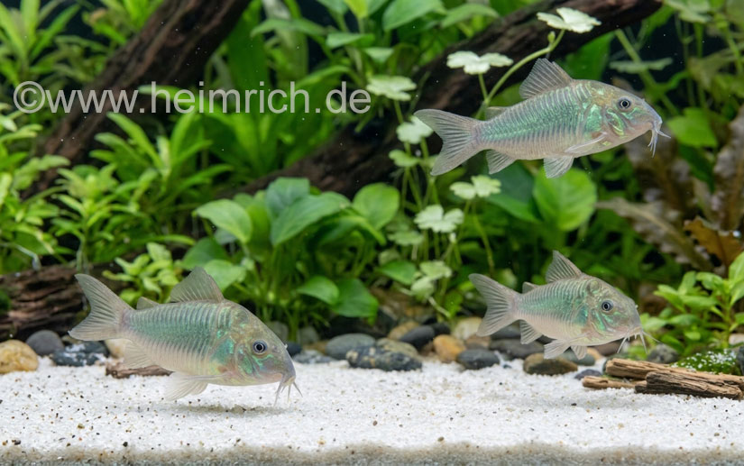 Brochis splendens, 8er-Gruppe (Smaragdpanzerwels)